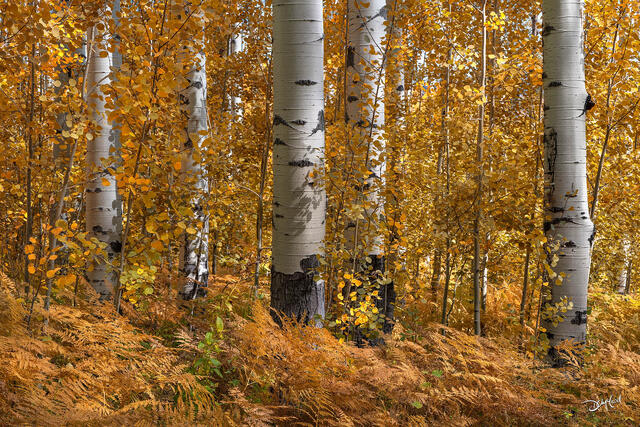 Golden aspen trees in autumn in Colorado, USA.