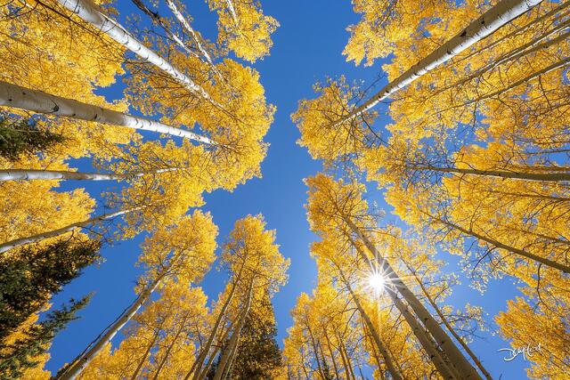 Golden aspen trees against blue sky in Colorado, USA.