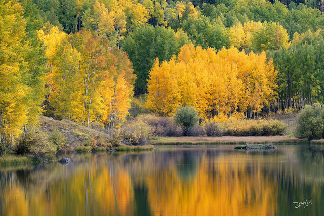 Aspen trees with pond reflection in Colorado, USA.
