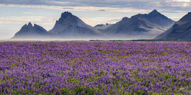 Lupine wildflowers with Brunnhorn Mountain in Iceland.