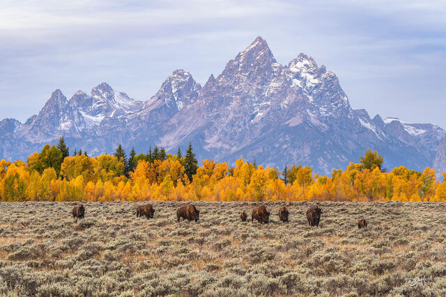 Bison grazing beneath Grand Teton mountains in Wyoming, USA.