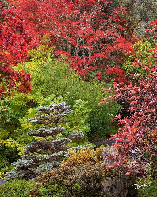 Red and green trees in Japanese garden in Victoria, British Columbia.
