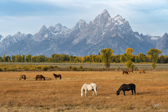 Horses graze on an autumn morning beneath the Grand Teton mountain range in Wyoming.