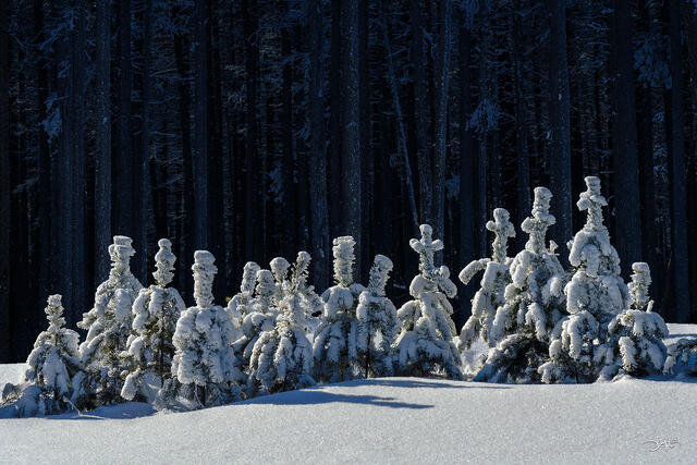 Hoarfrost-covered small pine trees in winter landscape in Cypress Hills, Saskatchewan.
