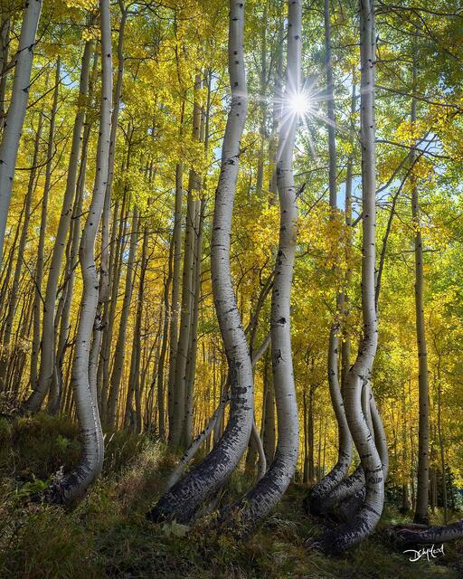 Twisted aspen trees in autumn near Telluride, Colorado.