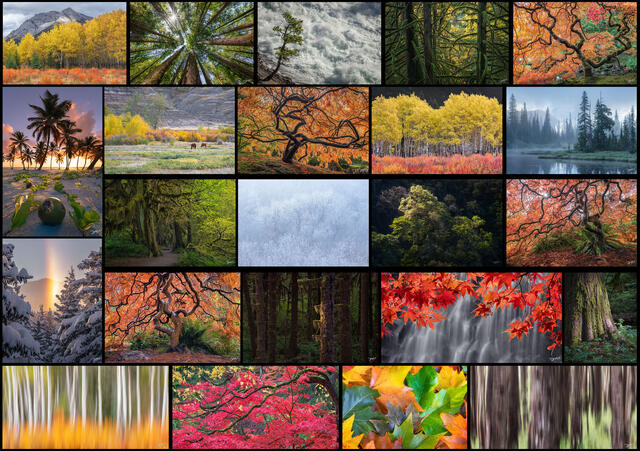 Tree Photos To Enrich Your Living Space