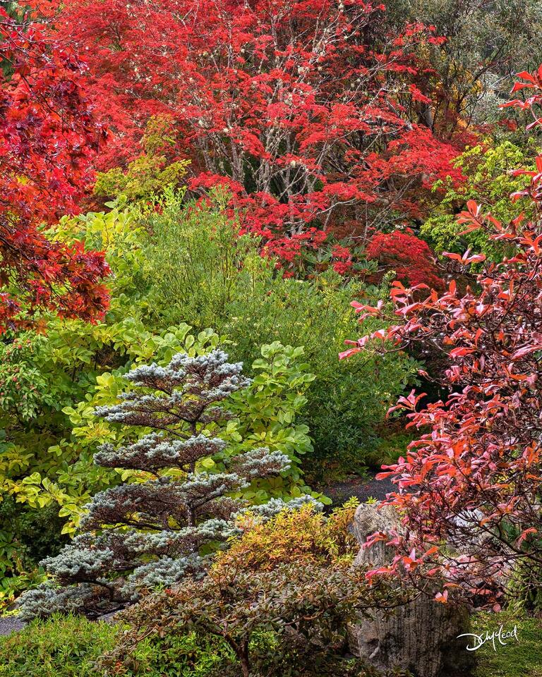 Red and green trees in Japanese garden in Victoria, British Columbia.