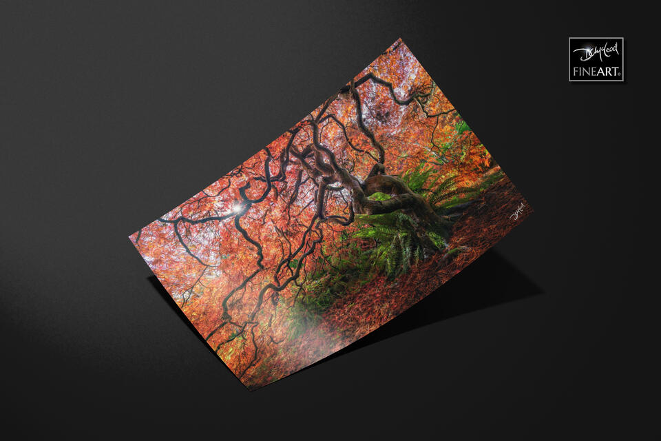 print preview