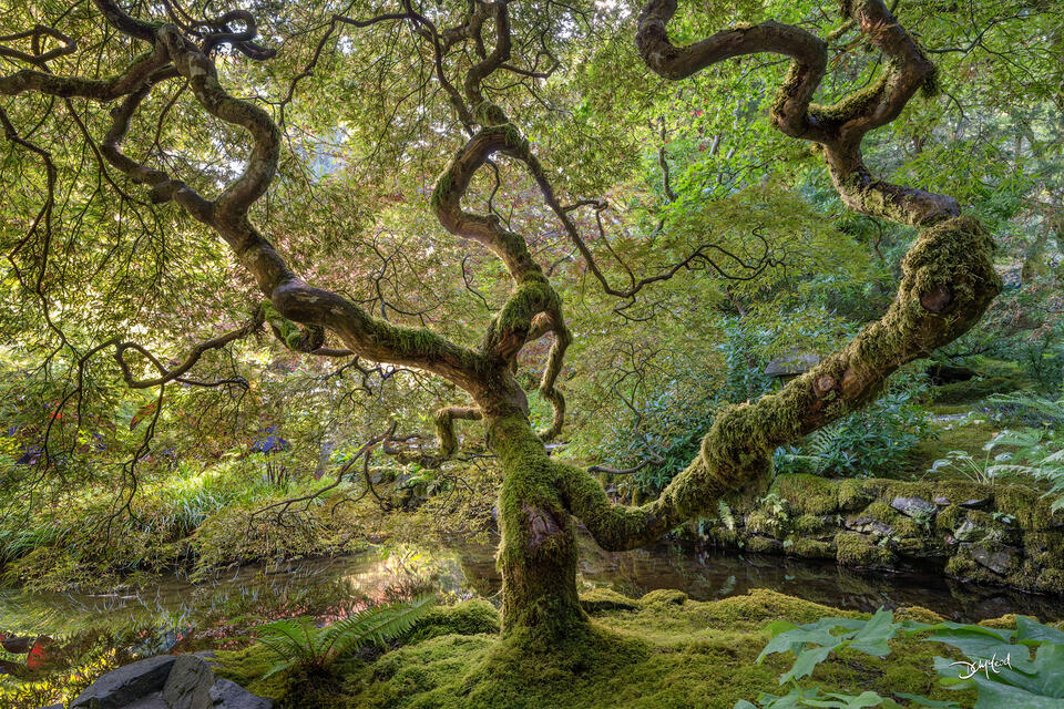 Spectacular Tree Photography Gallery