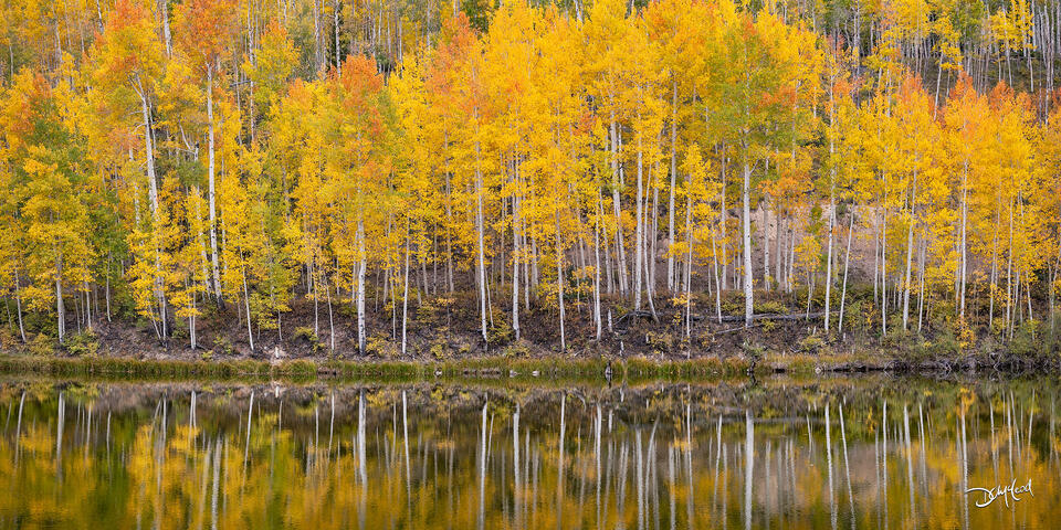 Aspen trees reflecting in mountain lake panorama in Colorado, USA.
