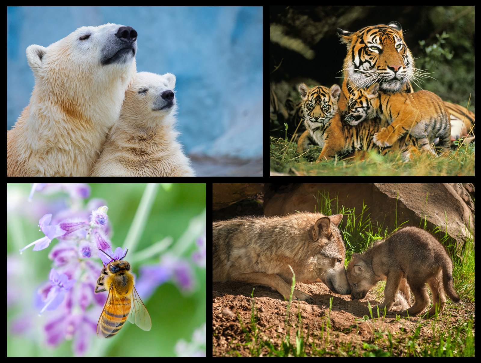 Wildlife conservation image showing animals affected by climate change and habitat loss, symbolizing Earth Day’s call to protect endangered species.