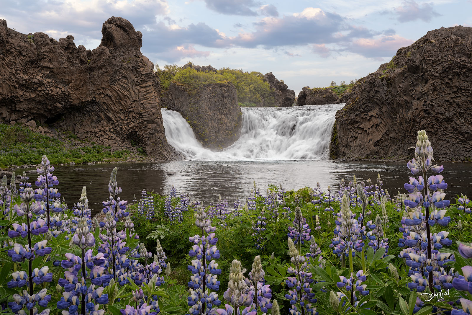 Hjálparfoss Hjálparfoss waterfall in south Iceland with lupine flowers.