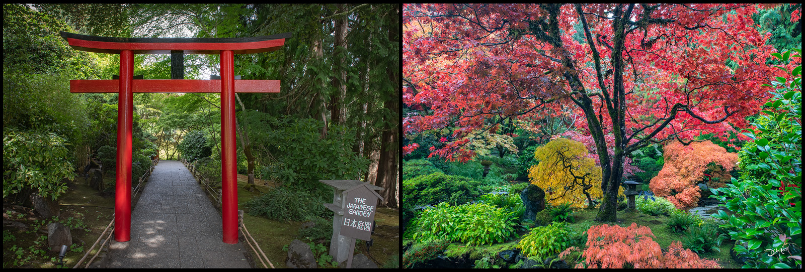 A Torii gate and colourful trees inside the Japanese Garden at Butchart Gardens.