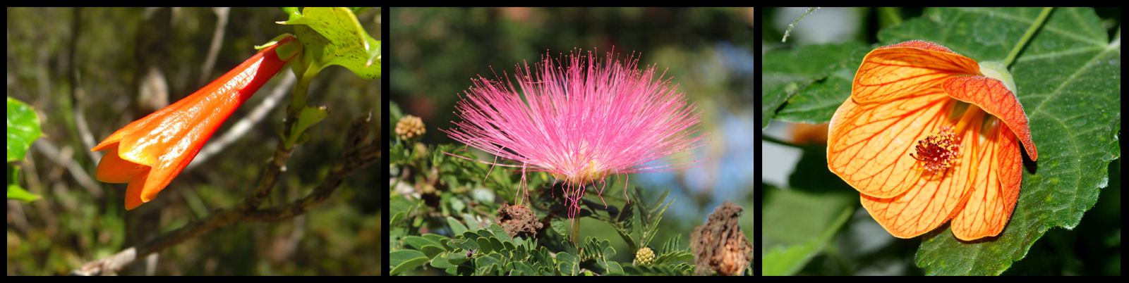 Exotic flowers found in the Mediterranean Garden at Butchart Gardens.