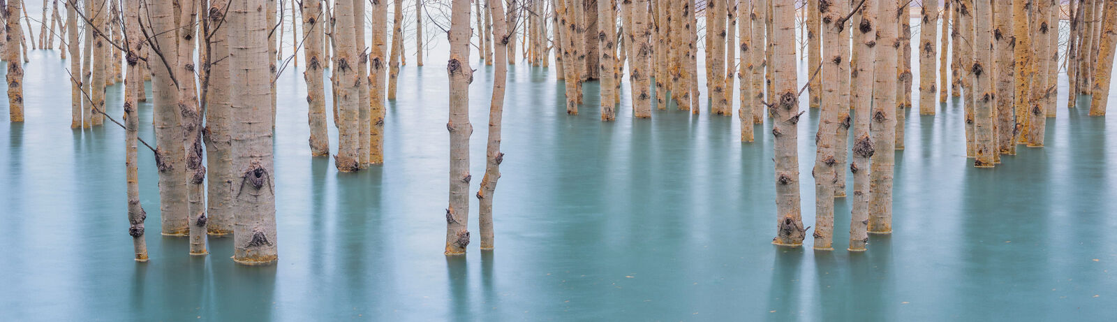 Submerged aspen trees in Abraham Lake, Alberta.