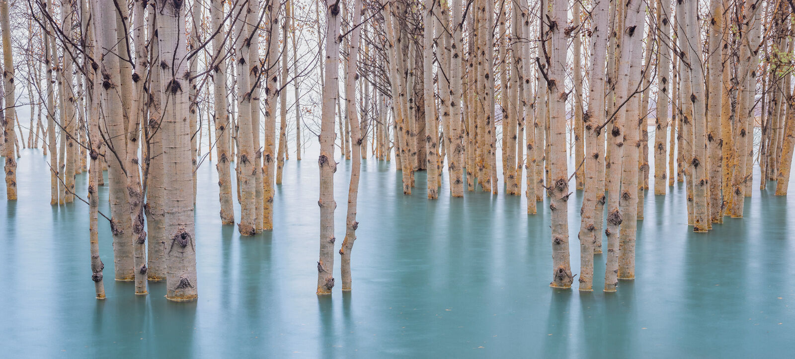 Autumn sunken aspen trees standing in shallow water at Abraham Lake, Alberta, Canadian Rockies.