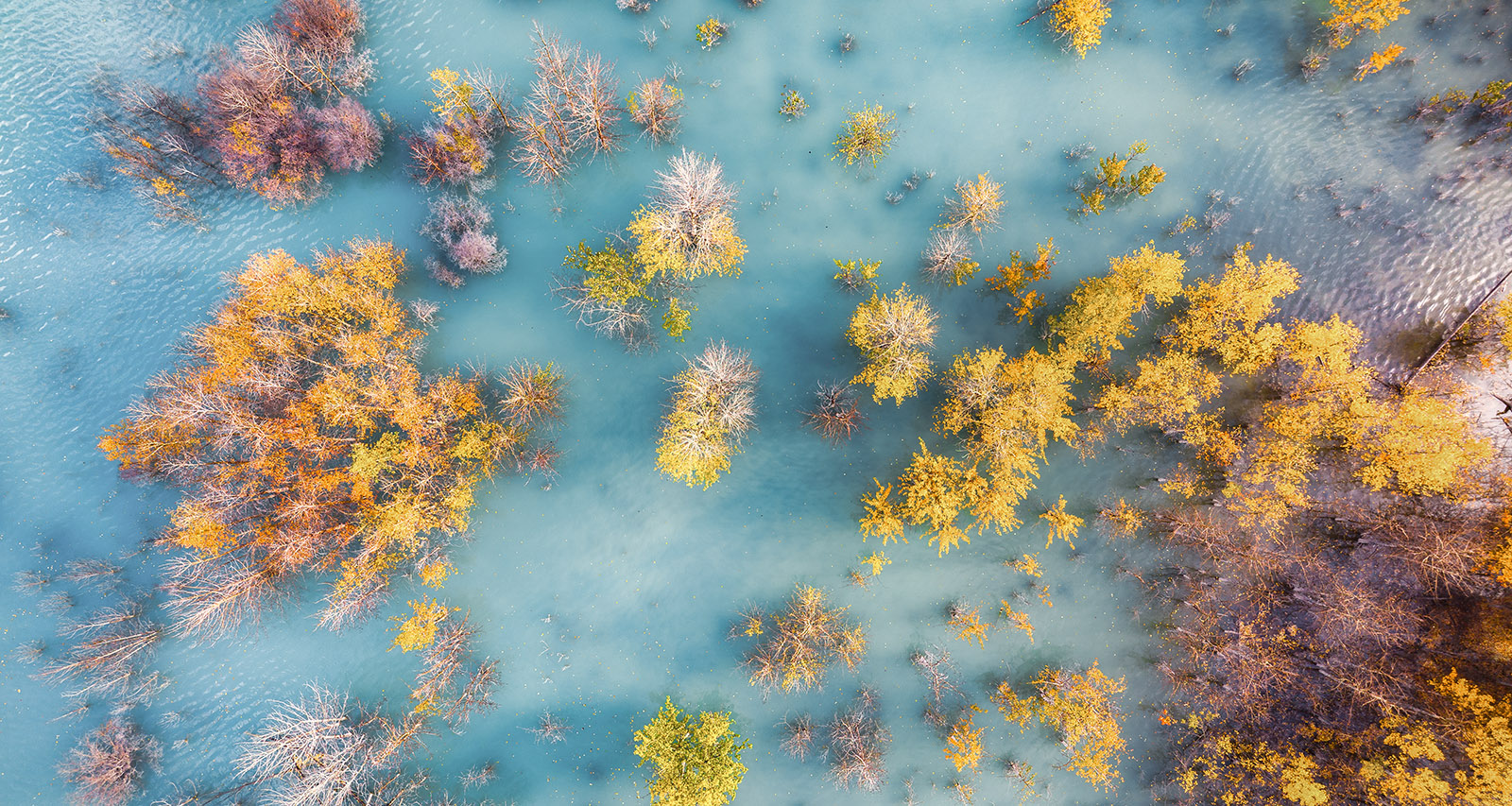 Aerial view from a drone of the sunken aspens at Abraham Lake near Preacher's Point campground.