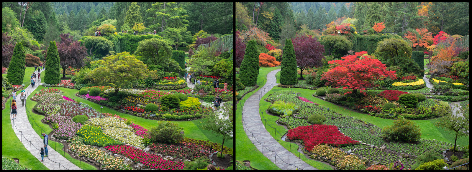 Two photos of the Sunken Garden ay Butchart Gardens showing the difference between June and October of the same year.