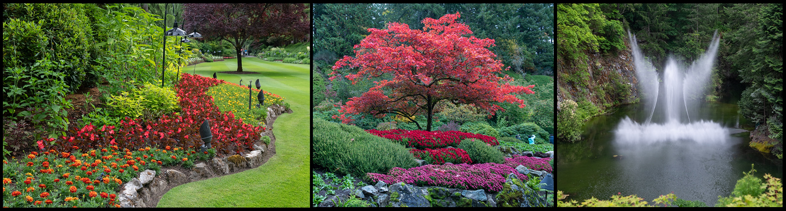 A trio of images showing the flora found in the Sunken Garden at Butchart Gardens.