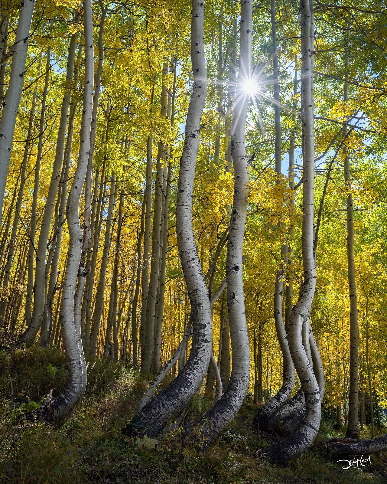 Autumn Blaze | Kananaskis, AB | Dean McLeod Photography