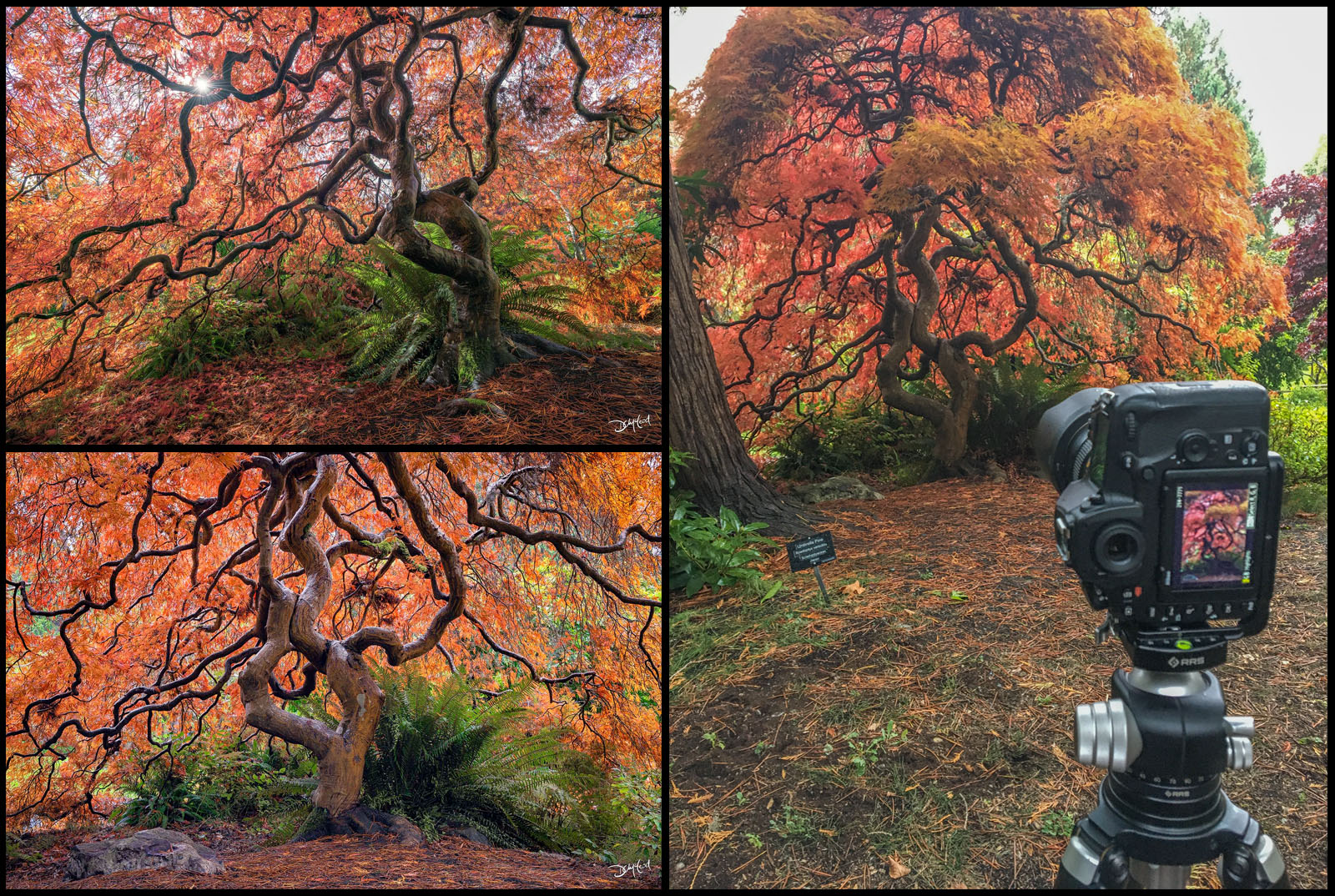 Collage of three different compositions of a Japanese maple tree.