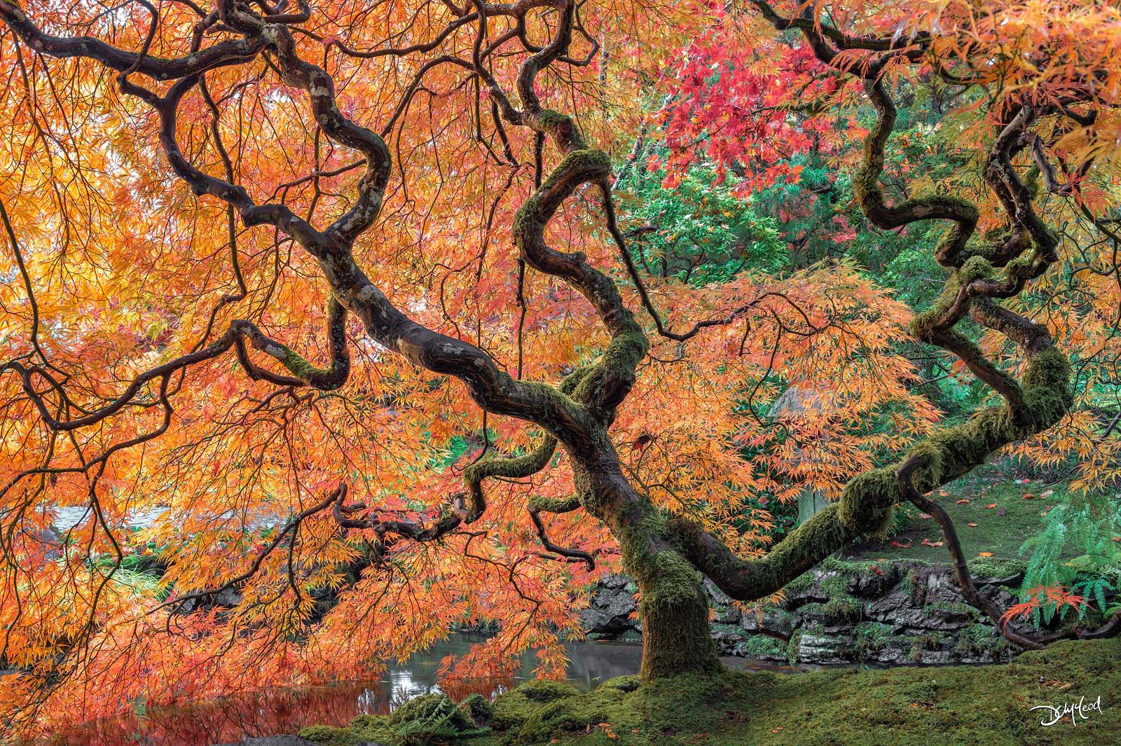 Japanese maple tree in autumn at Butchart Gardens, British Columbia, fine art landscape photography print.