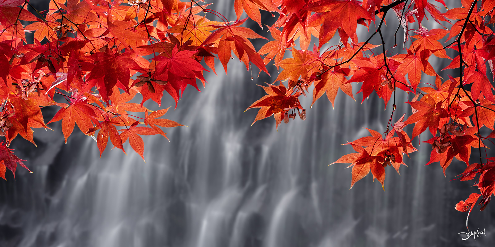 Red maple leaves in autumn with soft waterfall on Vancouver Island, fine art landscape photography print.