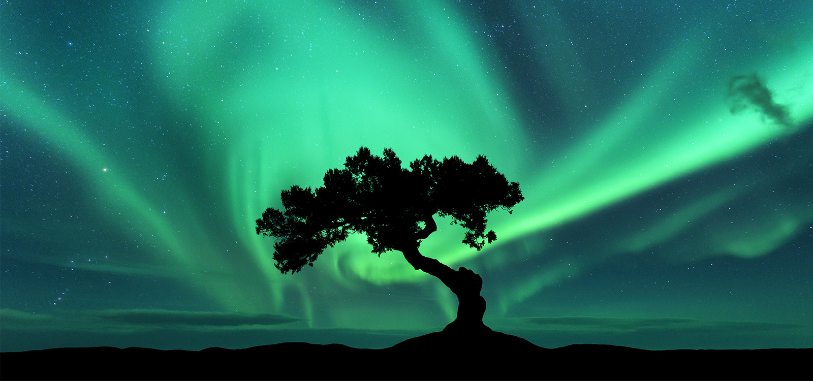 A lone tree silhouette under a vast sky filled with aurora.